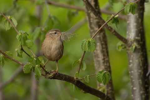 Eurasian wren (Troglodytes troglodytes) adult garden bird carrying nesting material in a hazel tree
