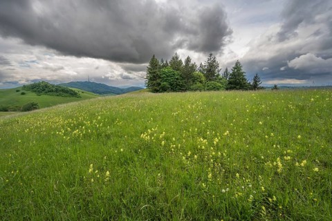 The meadow is covered with yellow flowers. There are trees in the middle. Mountain peaks bloom in