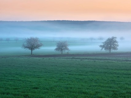 Field landscape in spring, blooming cherry trees and green fields with morning fog at dawn at dusk,