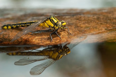 Common club tail, common wedge maid, gomphus vulgatissimus, anisoptera, damselflies, dragonflies,