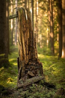 Tree, trees, deadwood, high size, portrait, dead wood, tree, forest, wood