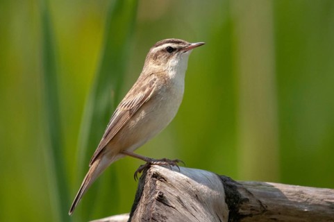Acrocephalus Schoenobaenus, Sedge Warbler, Birds, Passeri, Songbirds, Birds, Warbler