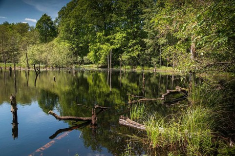 Germany, Greiz, Struth, Thuringia, Thuringia, landscape, nature reserve, nature reserve, spring