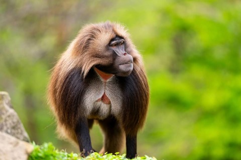 Gelada (Theropithecus gelada) male walking over a meadow, captive, distribution africa