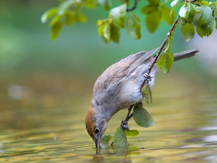 Blackcap (Sylvia atricapilla), a female perched on a branch drinking, Hesse, Germany