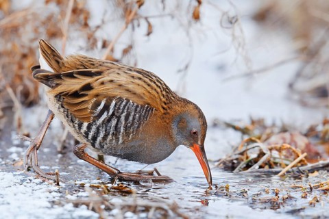 Water rail (Rallus aquaticus) foraging in winter, North Rhine-Westphalia, Germany