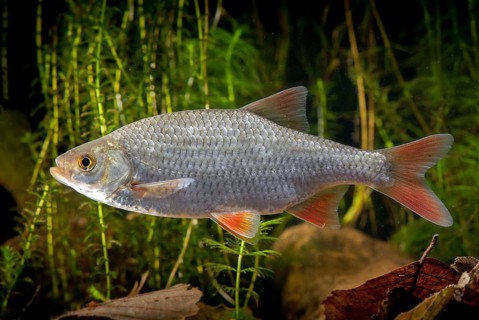 Red lead, rudd, rubella, scardinius erythrophthalmus, fake roach, fish, fishes, pisces