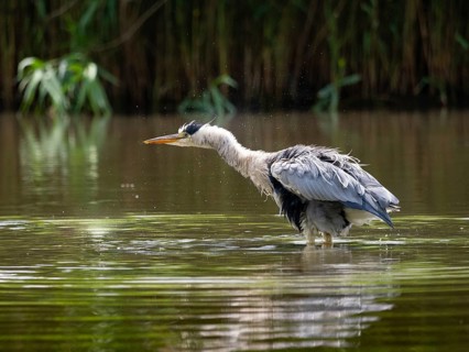 A gray heron shakes its plumage, Ümminger See, Bochum, Ruhrpott, North Rhine-Westphalia, Germany