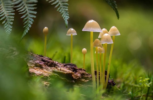 Stretchy helmet, rubber helmet, mycena epipterygia, mycena epipteryhia, fungi, fungi, yellowleg