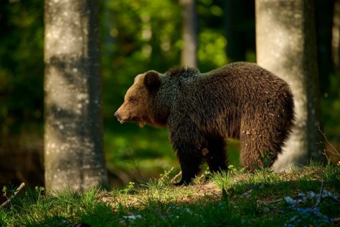 A brown bear walks slowly through the green, shady forest, European brown bear (Ursus arctos),
