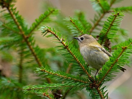 A winter golden chicken sits in a fir tree, North Rhine-Westphalia, Germany