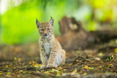 Eurasian lynx (Lynx lynx) youngsters (cub) sitting in a forest, Bavaria, Germany