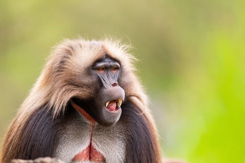 Gelada (Theropithecus gelada) male, portrait, captive, distribution africa