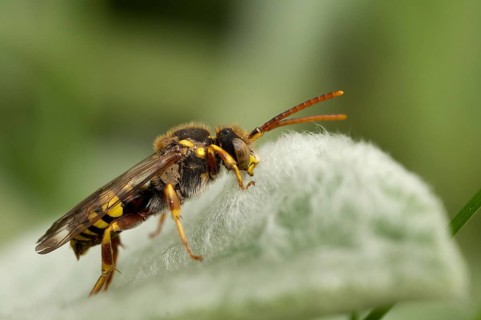 Hymenoptera, Lathbury's Nomad, Nomada Lathburiana, redheaded wasp bee, insects, wild bees