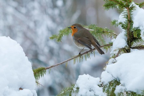 Erithacus rubecula, robin, robins, birds, passeri, snow, songbirds, snow, songbirds, birds, winter