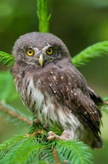 Glaucidium passerinum, pygmy owl, passerine owl, birds, owls, adolescent, high size, portrait,