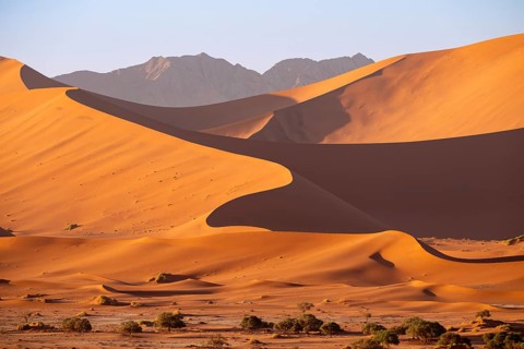 Barren vegetation between red-yellow Namib sand dunes, Namib Desert, Namib-Naukluft National Park,