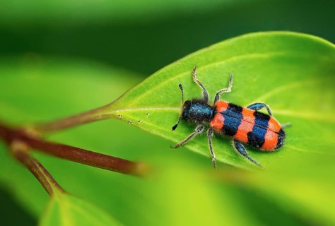 Bee beetle, bee wolf, common bee beetle, immense beetle, immense wolf, trichodes apiarius, beetle,