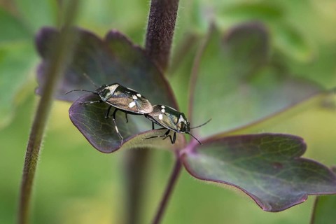 Eurydema oleraceum, heteroptera, cabbage bug, pentatomidae, tree bugs, brassica bug, cabbage bug,