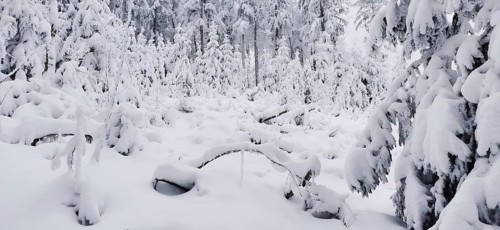 Untouched snow cover in a deep winter forest, hiking in winter, Fichtelgebirge nature park Park