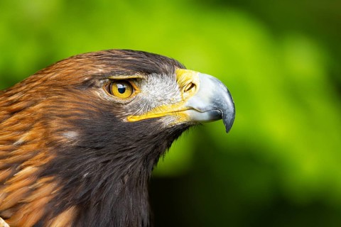 Side-view portrait of an eagle with an alert, focused gaze, golden eagle (Aquila chrysaetos),