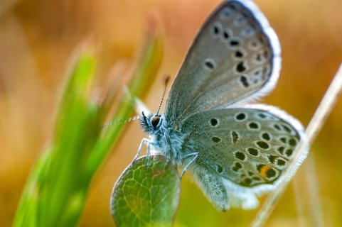 Cranberry blue, Finland, high moor blue, plebeius optilete, vacciniina optilete, butterfly,