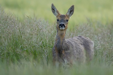 Roe deer (Capreolus capreolus) adult female doe in a farmland cereal field in summer, Suffolk,