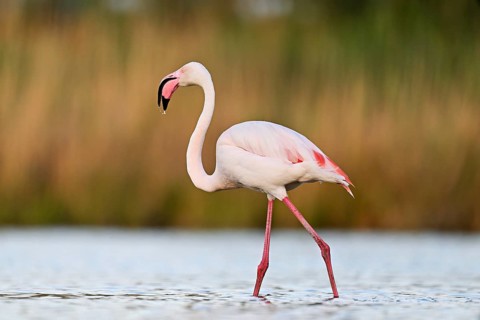 A greater flamingo (Phoenicopterus roseus), standing in the water, Camargue Regional Nature Park,
