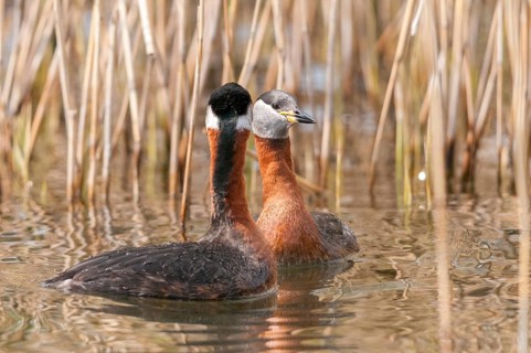 Podiceps grisegena, red-necked grebe, red-necked grebe, courtship behavior, birds, courtship