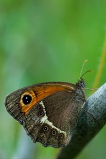 Bathsheba maniola, Pyronia Bathsheba, Spanish oxeye, Spanish gatekeeper, butterfly, Extremadura,