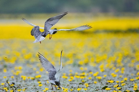 White-bearded Tern (Chlidonias hybridus) Hungary