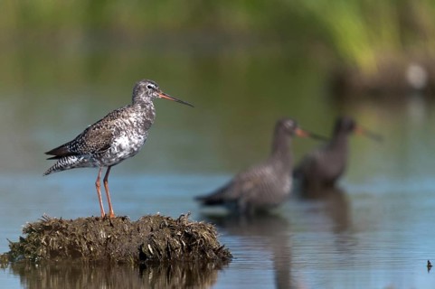 Dark water strider, spotted redshnak, tringa erythropus, birds, charadriiformes, limikolen, snipe