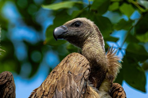 Head of a vulture, Bengal vulture, white-rumped vulture (Gyps bengalensis), Chitwan National Park,