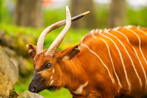 Bongo (Tragelaphus eurycerus) on a meadow in spring, portrait, captive, Germany