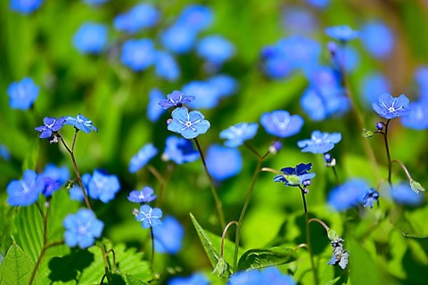 Spring omphalodes (Omphalodes verna), Bavaria, Germany