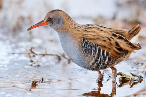 Water rail (Rallus aquaticus) in winter, North Rhine-Westphalia, Germany