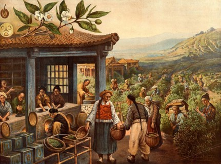Plantation scene with workers picking tea leaves on a hillside and in a hut drying and roasting.