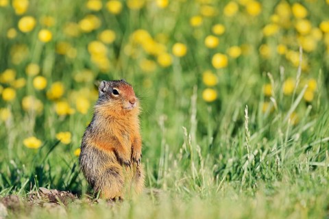 Columbia ground squirrel (Urocitellus columbianus, Spermophilus columbianus), juvenile in a