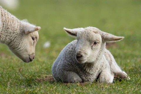 Domestic sheep (Ovis aries) two juvenile baby lamb farm animals in a grass field in spring,