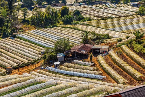 Extensive terraced fields with greenhouse crops in a hilly landscape, agricultural use in the
