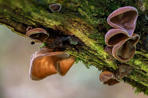 Auricularia auricula judae, auricularia sambucina, black fungus, Chinese morel, hirneola auricula