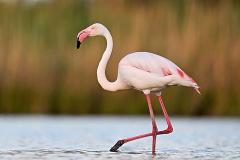 A greater flamingo (Phoenicopterus roseus), standing in the water, Camargue Regional Nature Park,