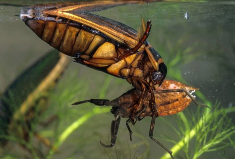 Dytiscus circumflexus, yellowy beetle, water scorpion, aquatic, beetle, prey, capture, female,