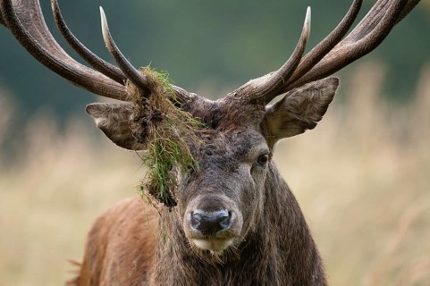 Artiodactyla, Cervus Elaphus, even-toed ungulate, cloven-hoofed, red deer, red deer, rotting, deer,