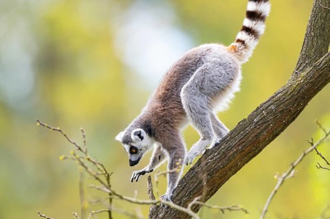 Ring-tailed lemur (Lemur catta) climbing in a tree, captive, Germany