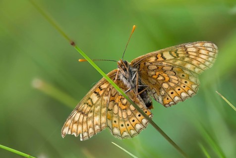 Bite-check moth, abbise-tick-moth, euphydryas aurinia, eurodryas aurinia, golden tick-moth, marsh