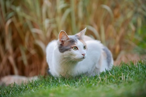 Domestic cat, tortoiseshell cat lying in a meadow, North Rhine-Westphalia, Germany