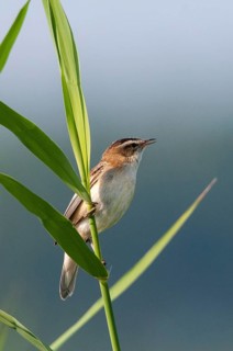 Acrocephalus Schoenobaenus, Sedge Warbler, Birds, High Size, Portrait, Passeri, Songbirds, Birds,