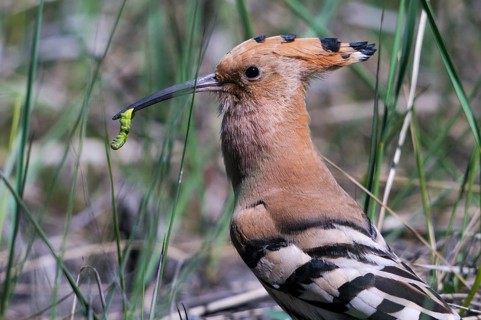 Brandenburg, Germany, Hoopoe, Nabu, national natural heritage, Grünhaus natural paradise, upupa