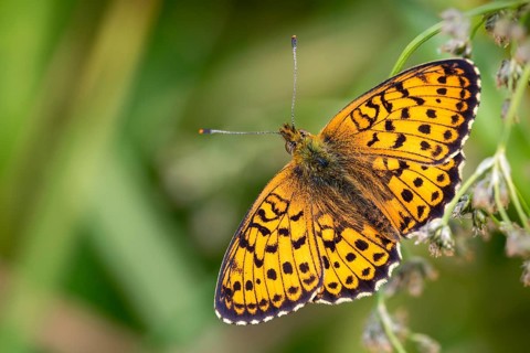 Brenthis Ino, Lesser Marbled Fritillary, Meadowsweet Pearl Butterfly, Purple Silver Butterfly,